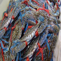 大庆海鲜活体空运